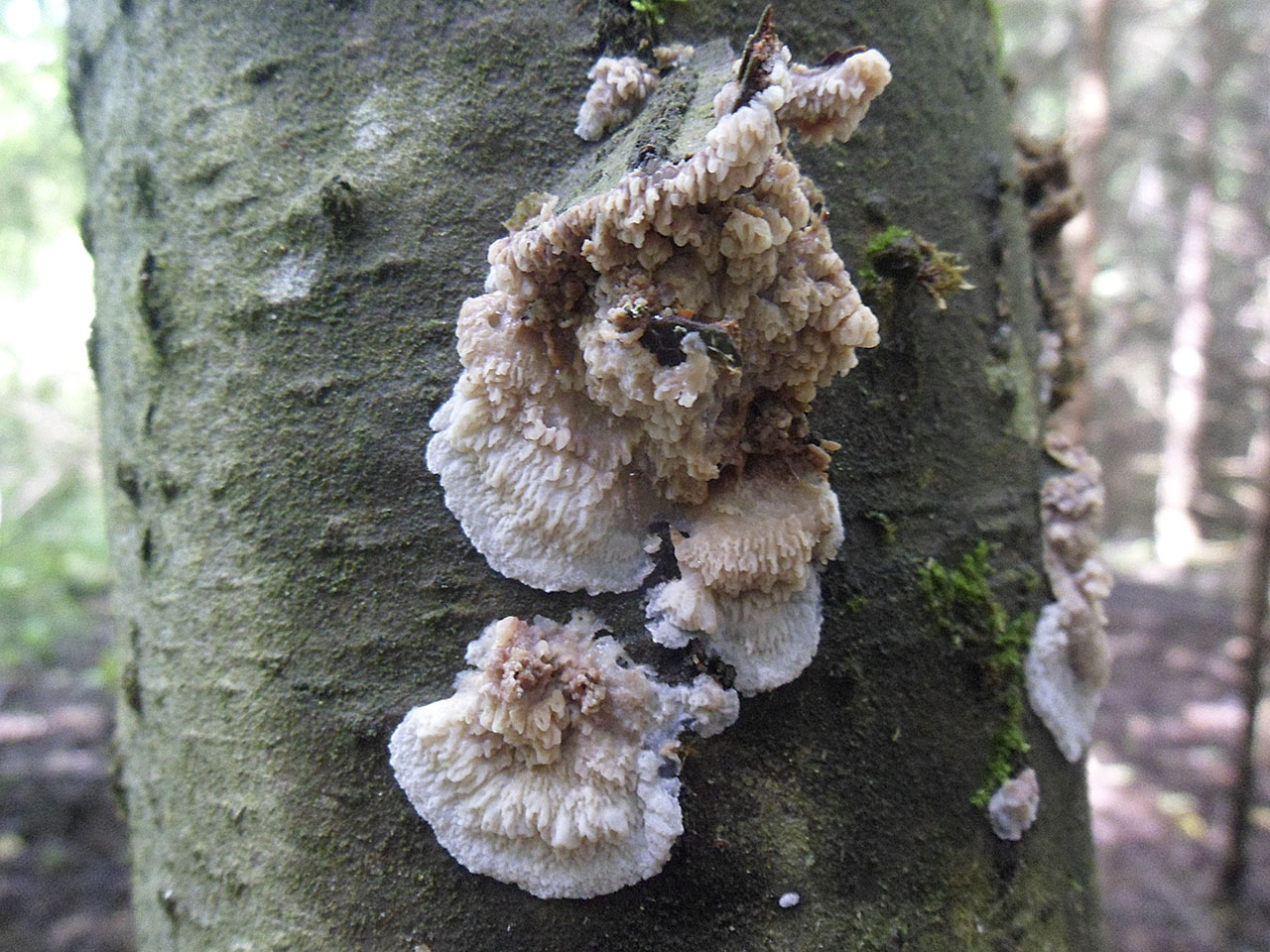Phlebia rufa AMF 20170705-04