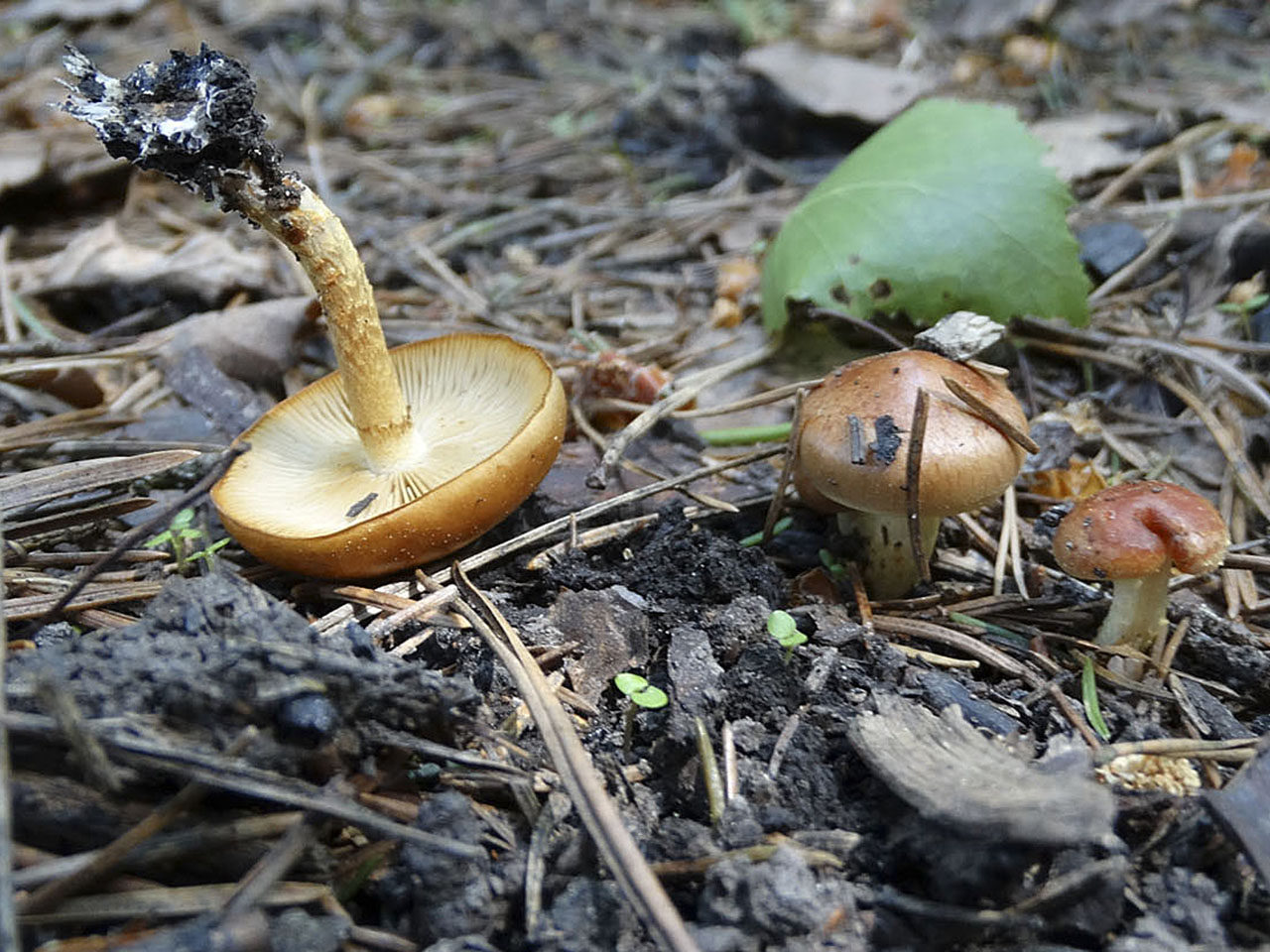 Pholiota highlandensis AMF 20150604-01