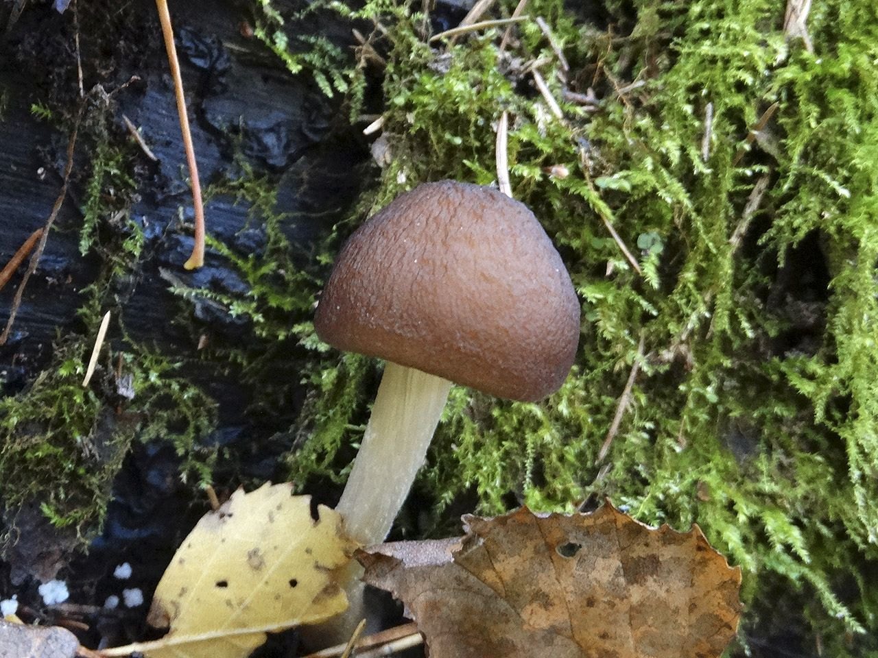 Pluteus phlebophorus