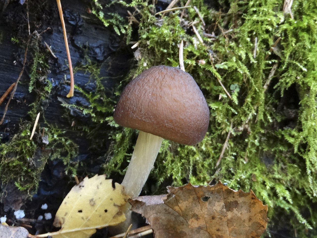 Pluteus phlebophorus AMF 20181012-03