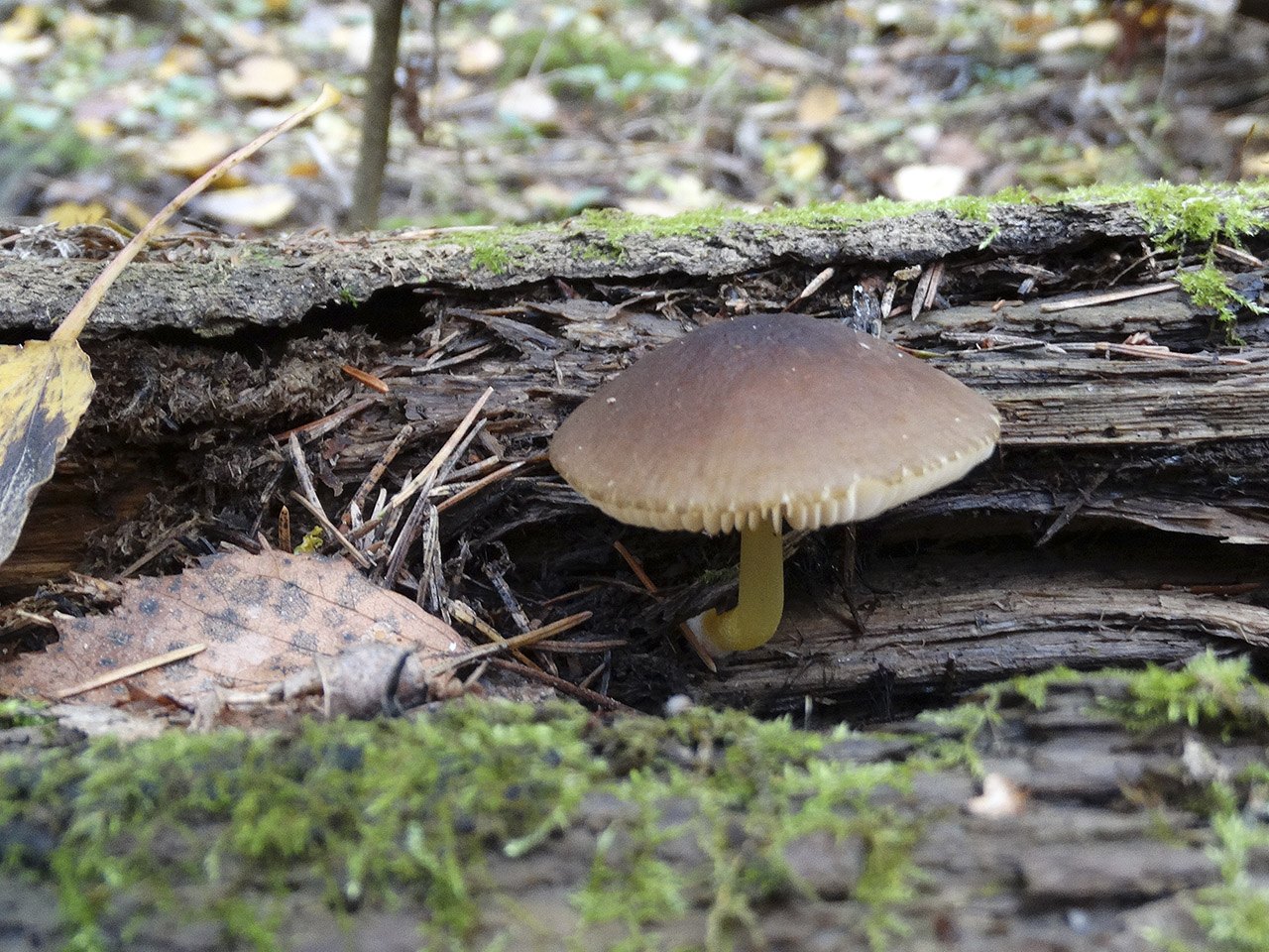 Pluteus romellii
