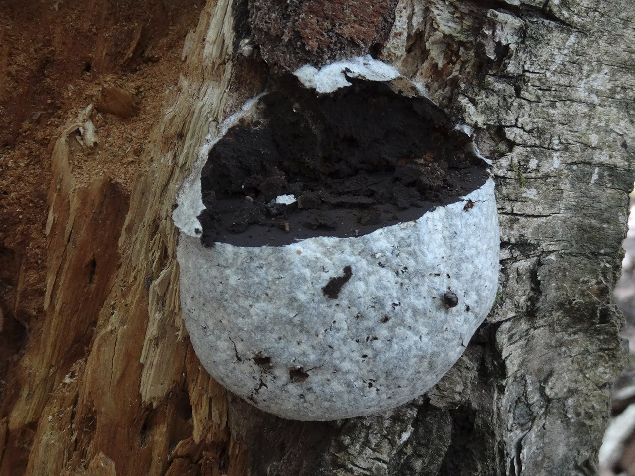 Reticularia lycoperdon AMF 20180512-09
