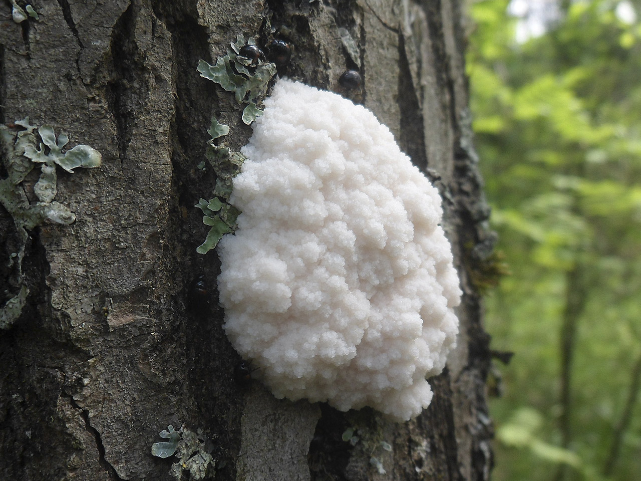 Reticularia lycoperdon AMF 20180523-08