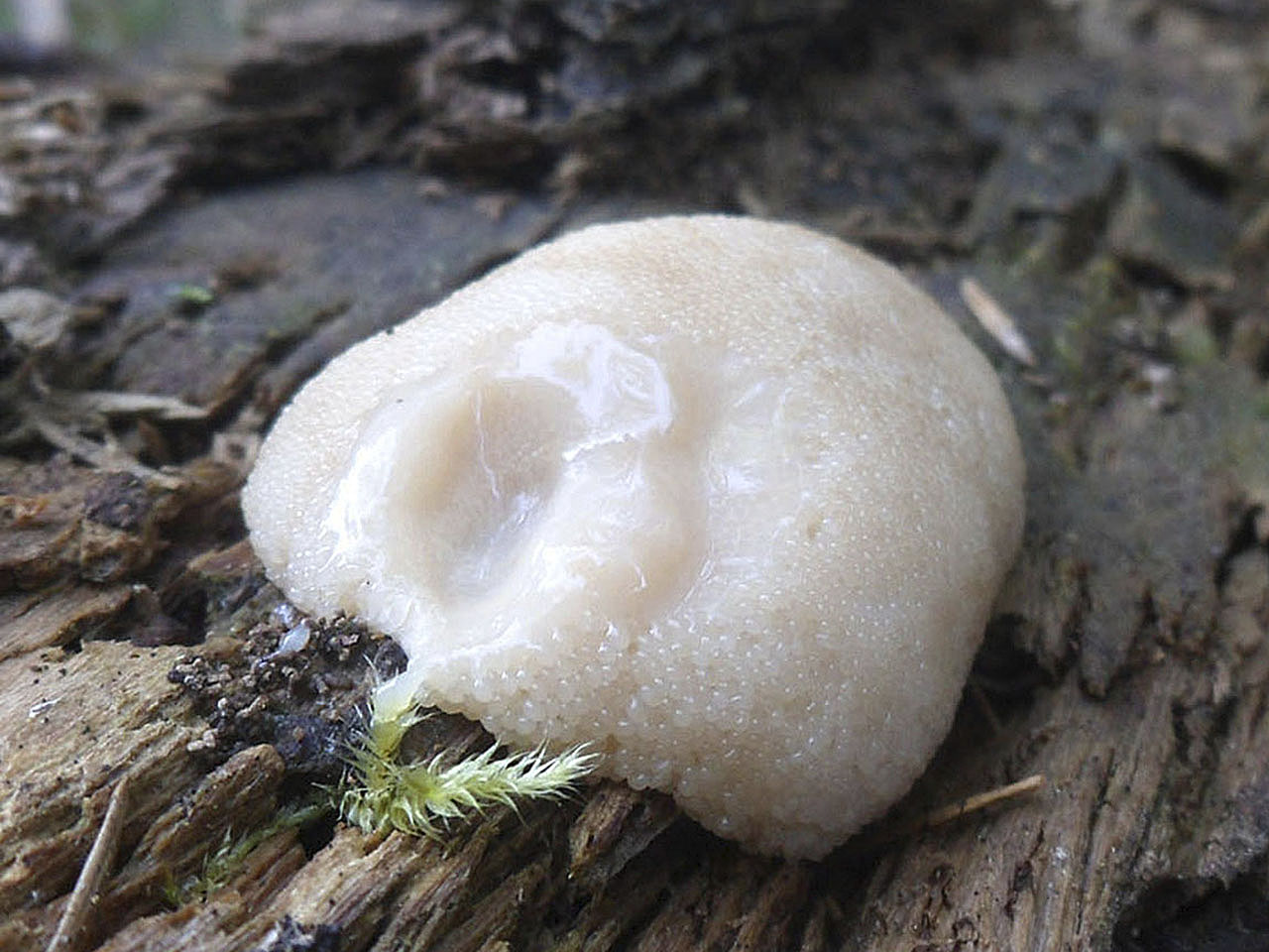 Reticularia lycoperdon AMF 20160717-02