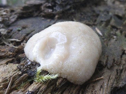 Reticularia lycoperdon AMF 20160717-02