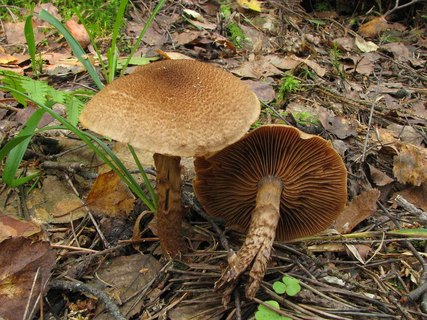 Cortinarius pholideus