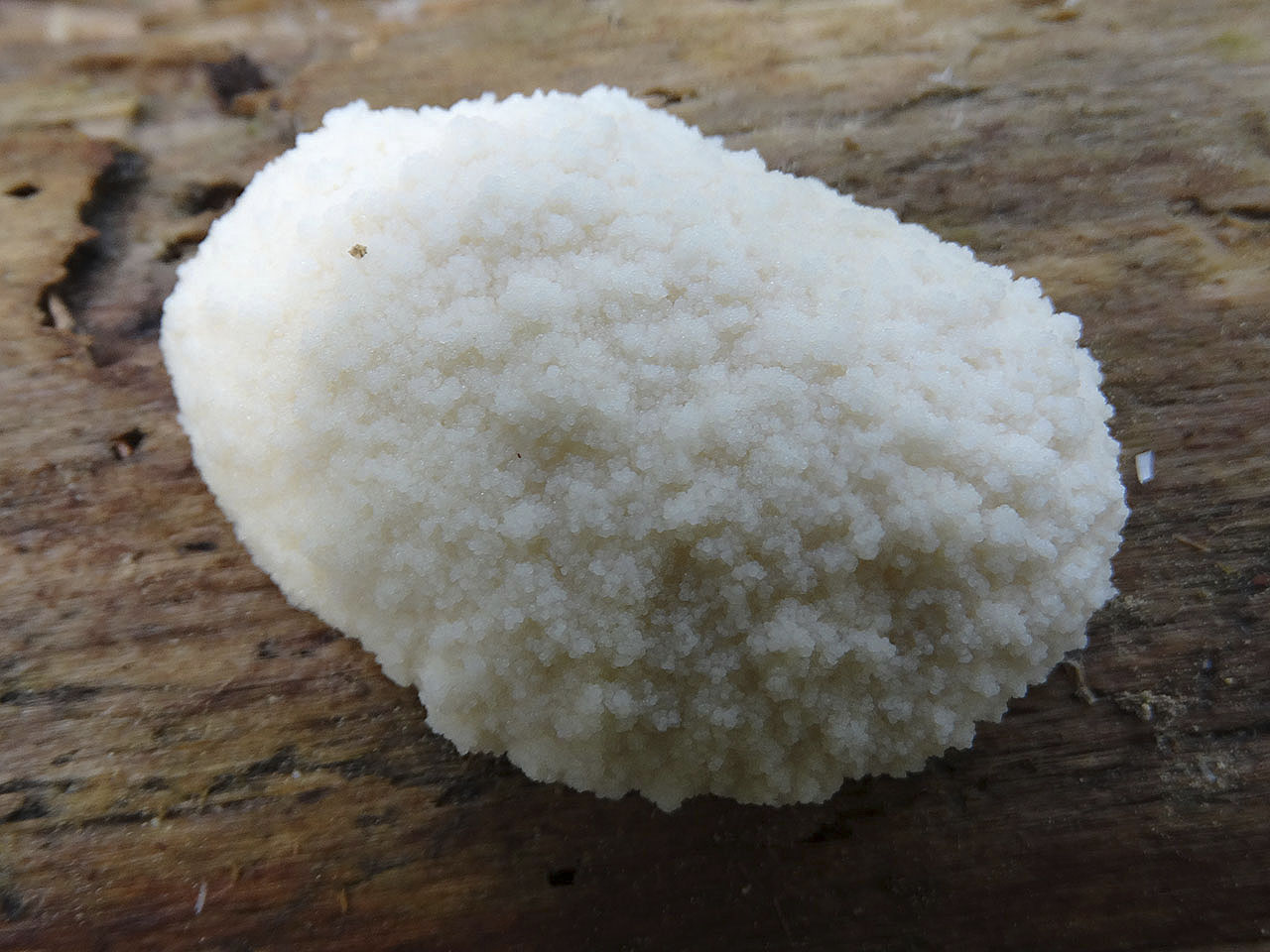 Reticularia lycoperdon AMF 20170531-03