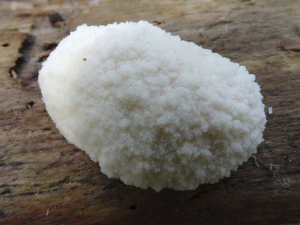 Reticularia lycoperdon AMF 20170531-03