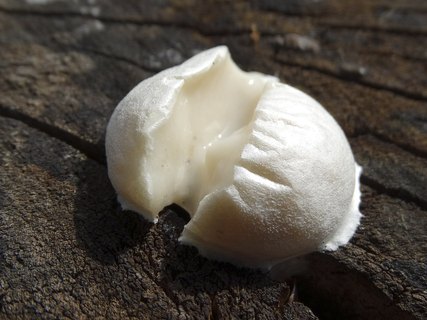 Reticularia lycoperdon AMF 20180504-06
