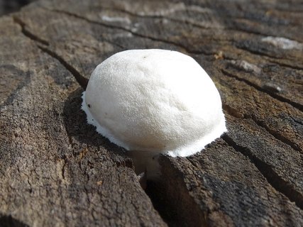 Reticularia lycoperdon AMF 20180504-07