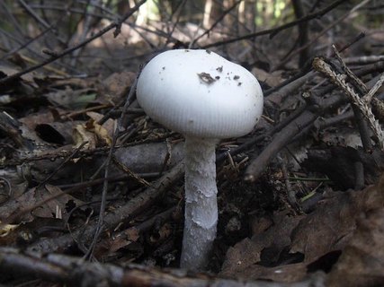 Saproamanita thiersii AMF 20130630-05