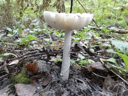 Saproamanita thiersii AMF 20180810-02