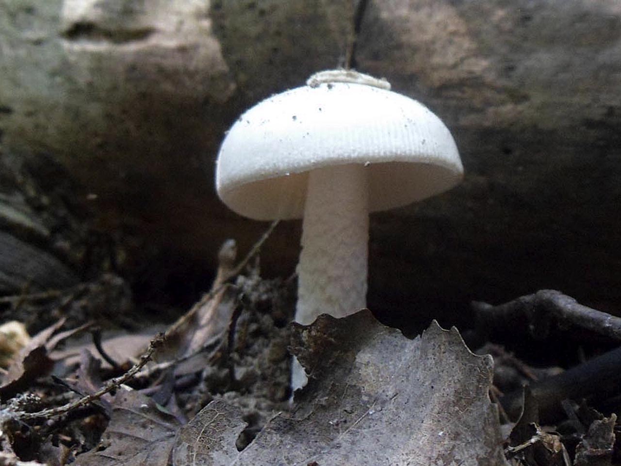 Saproamanita thiersii AMF 20130629-04