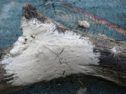 Steccherinum fimbriatum AMF 20180921-05