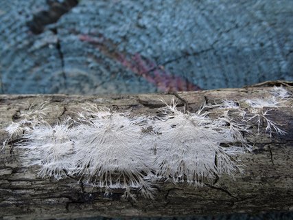 Steccherinum fimbriatum AMF 20180921-06