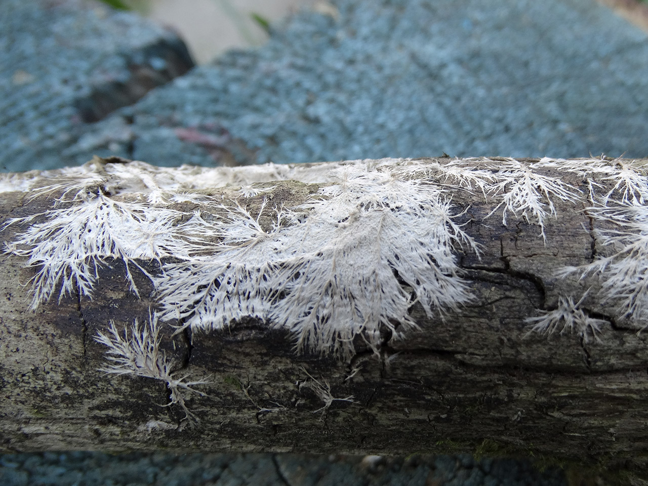 Steccherinum fimbriatum AMF 20180921-07