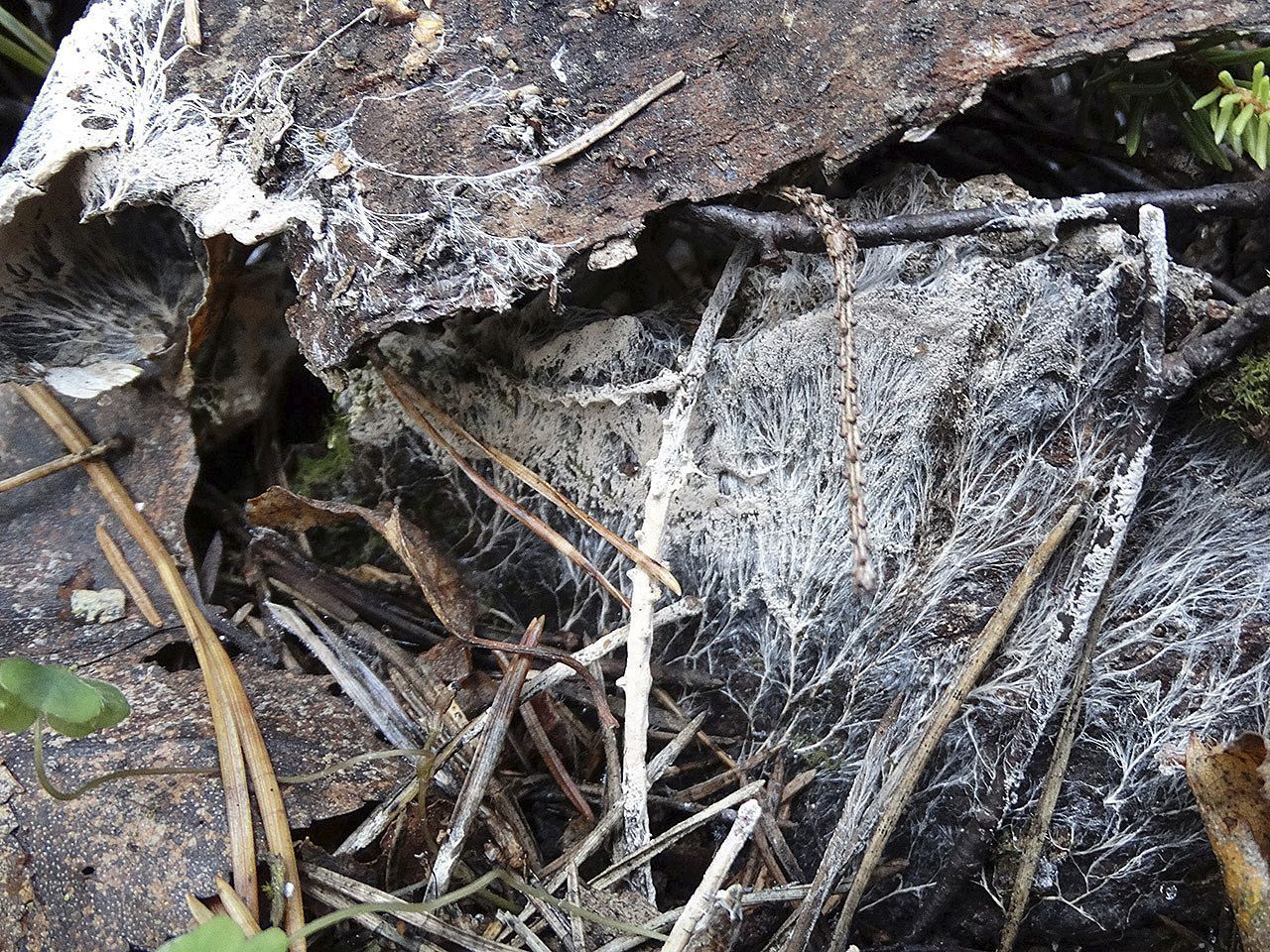 Steccherinum fimbriatum AMF 20171024-02