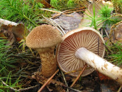 Cortinarius pholideus