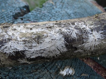 Steccherinum fimbriatum AMF 20180921-03