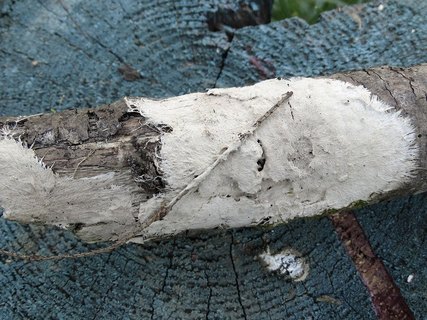 Steccherinum fimbriatum AMF 20180921-04