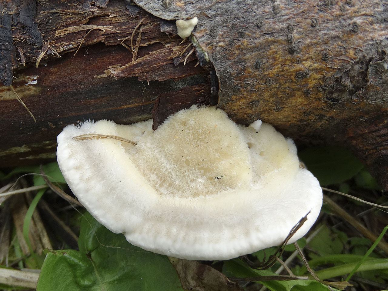 Trametes hirsuta AMF 20180721-07