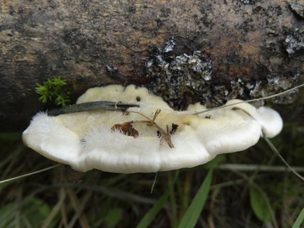 Trametes hirsuta AMF 20180721-08