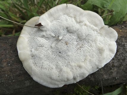 Trametes hirsuta AMF 20180721-09