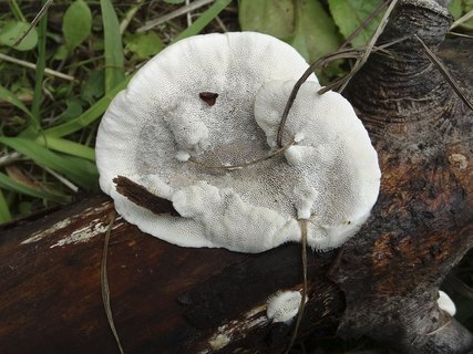 Trametes hirsuta AMF 20180721-10
