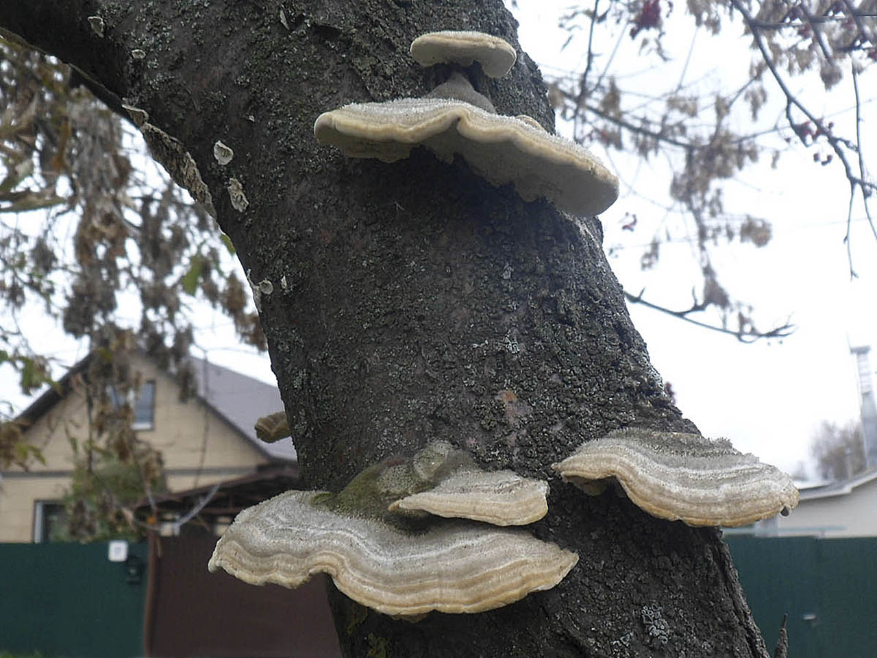 Trametes hirsuta AMF 20161018-12