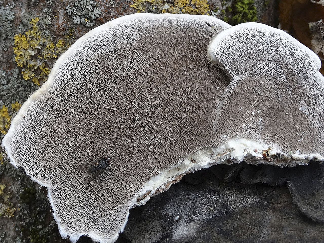 Trametes hirsuta AMF 20171024-06