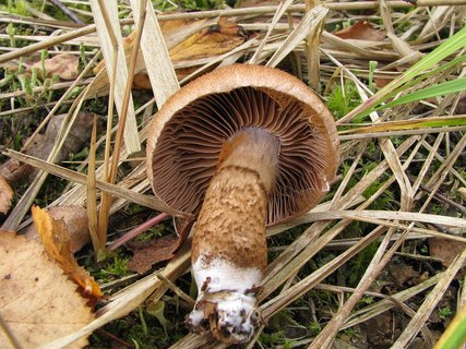 Cortinarius pholideus