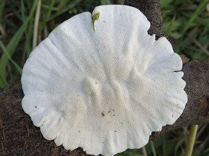 Trametes ochracea AMF 20170722-02