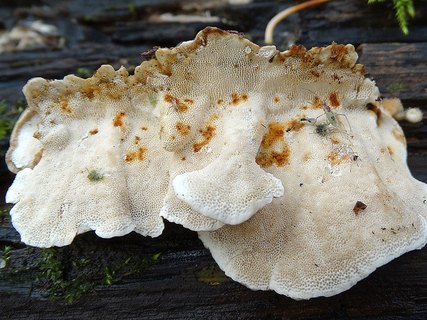 Trametes ochracea AMF 20171017-01