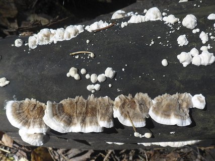 Trametes ochracea AMF 20181007-03