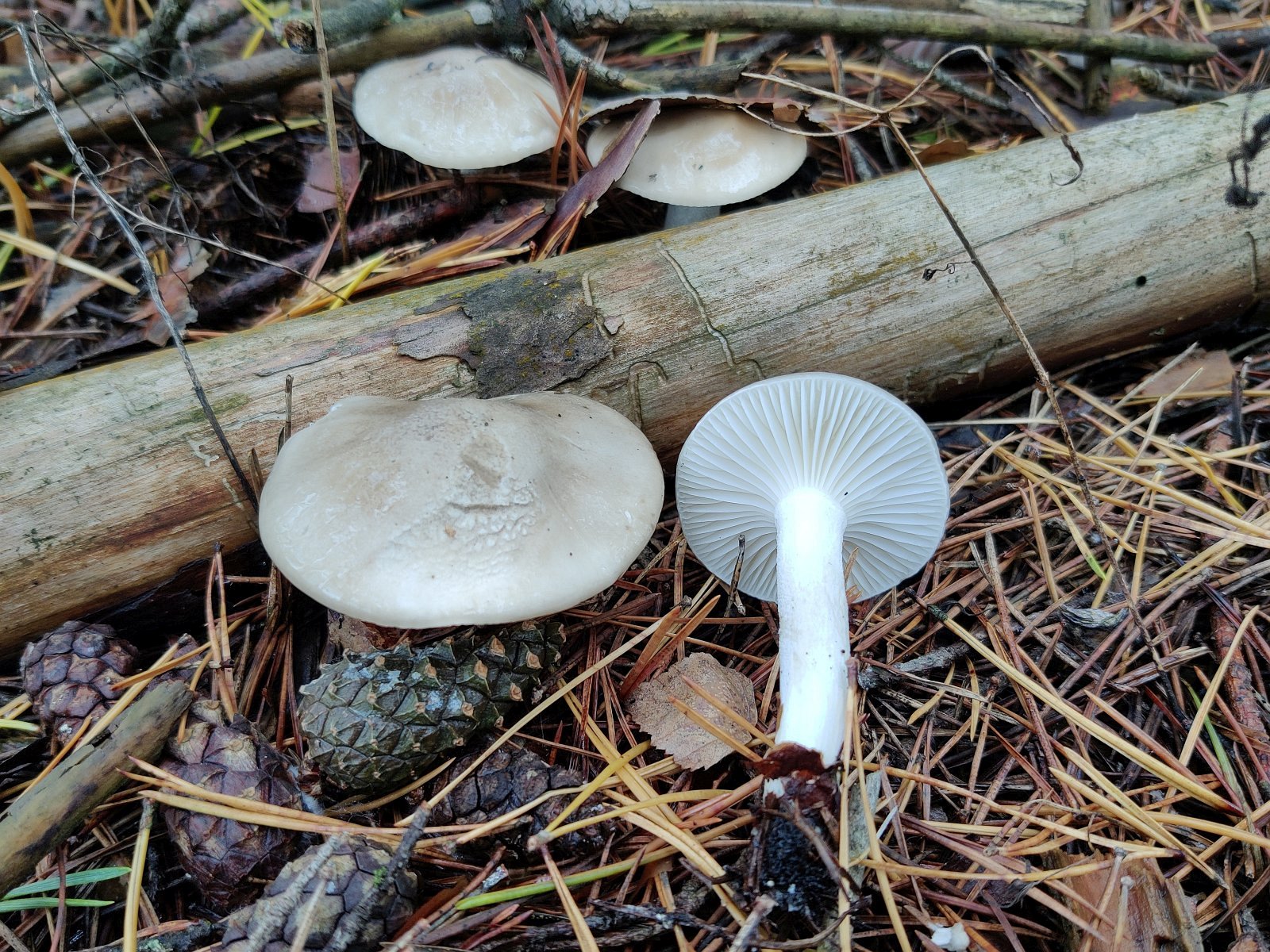 Hygrophorus agathosmus MVK 20210925-02