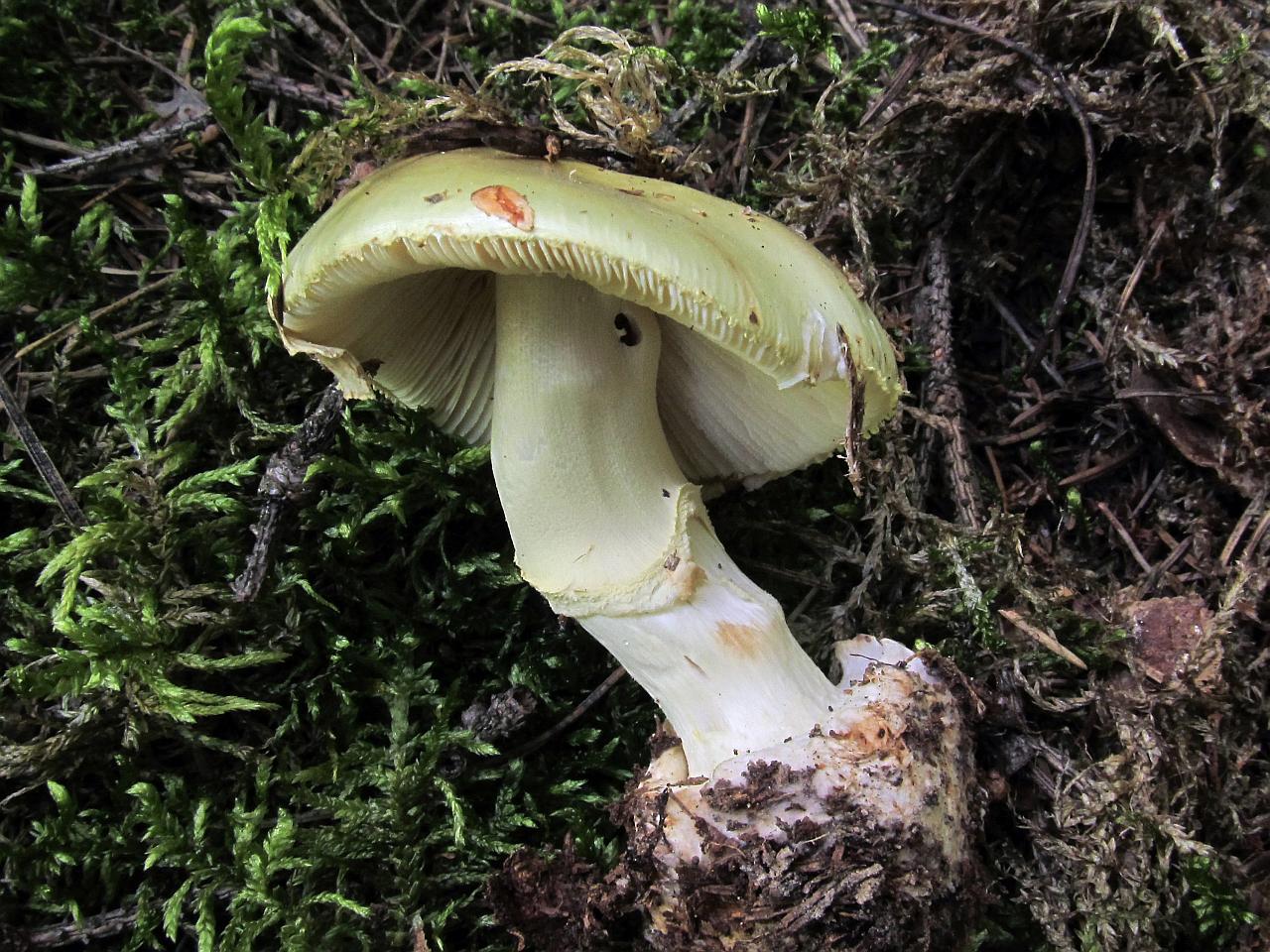 Amanita citrina
