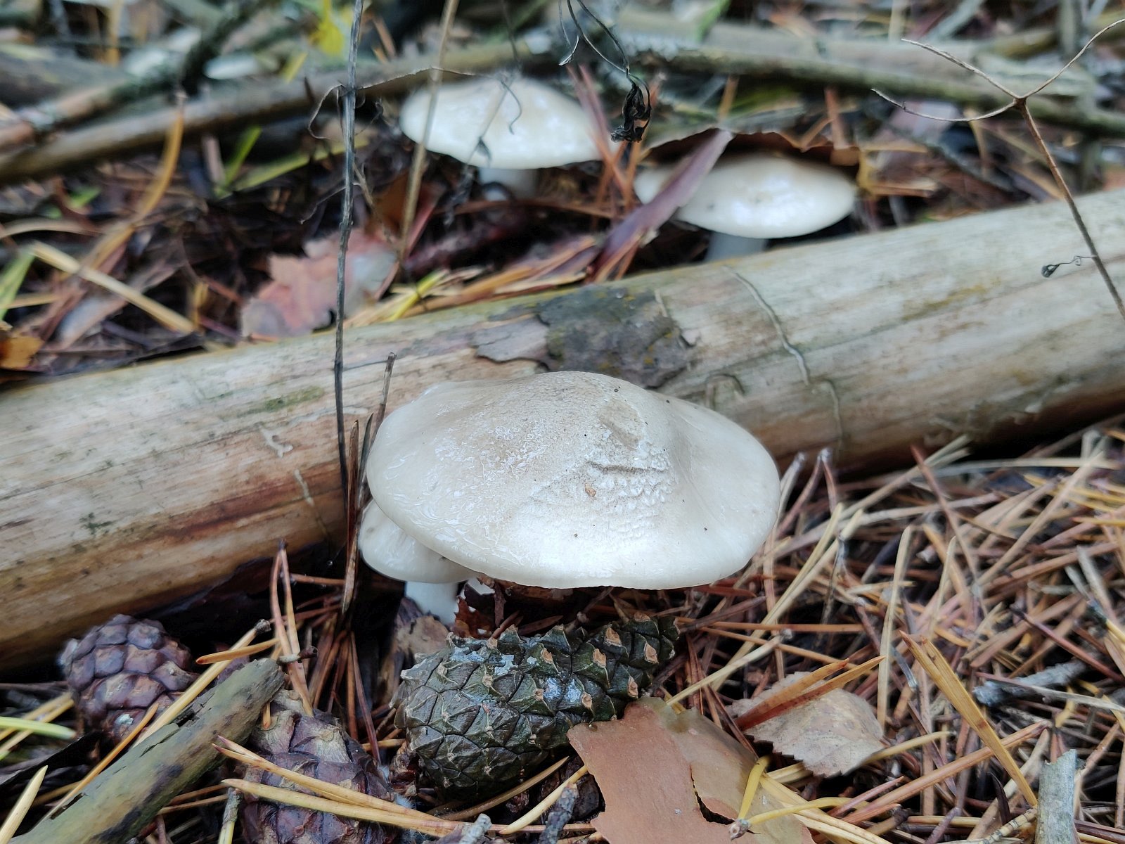Hygrophorus agathosmus MVK 20210925-01