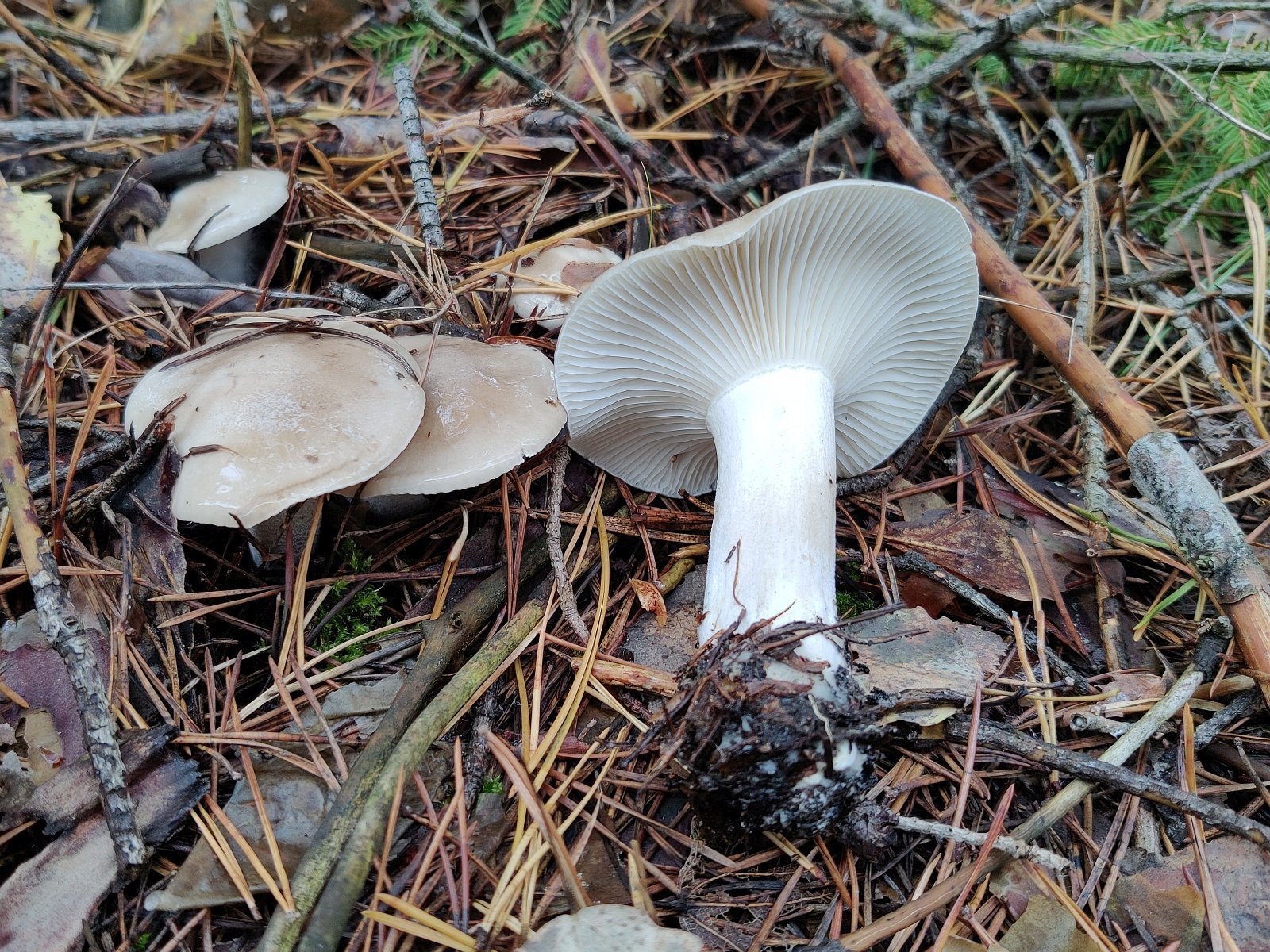 Hygrophorus agathosmus MVK 20210925-03