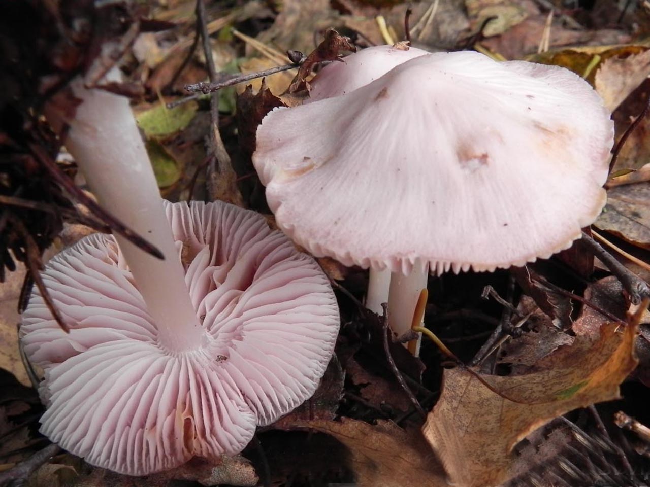 Mycena rosea AMF 20120928-01