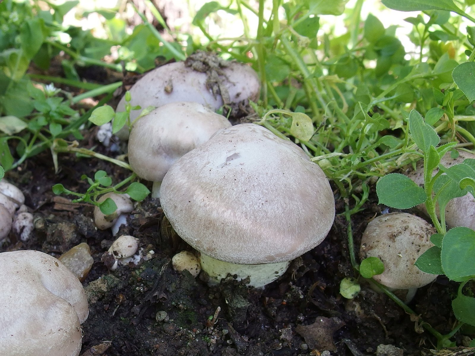 Lepista glaucocana MVK 20190811-03