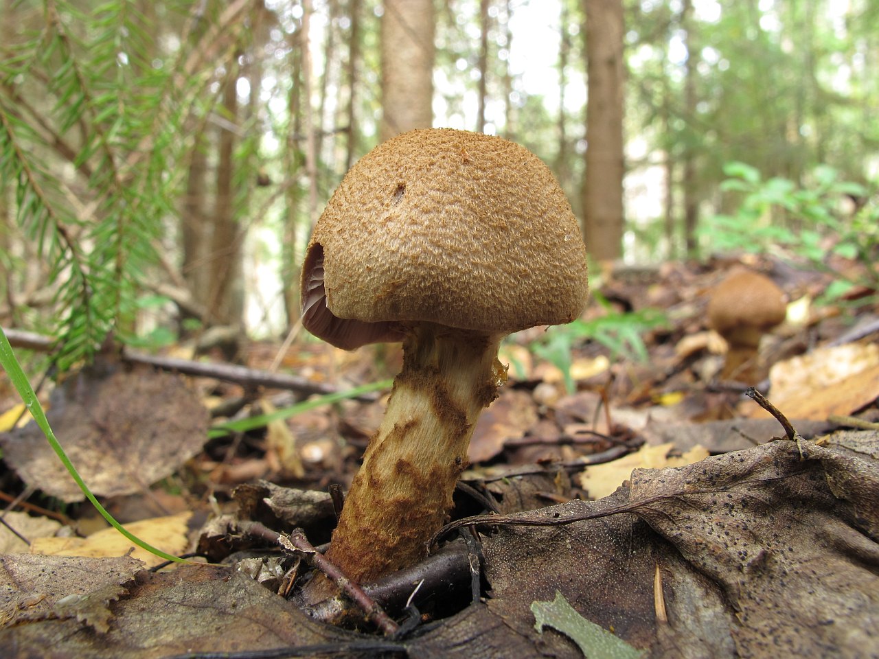 Cortinarius pholideus