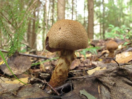 Cortinarius pholideus