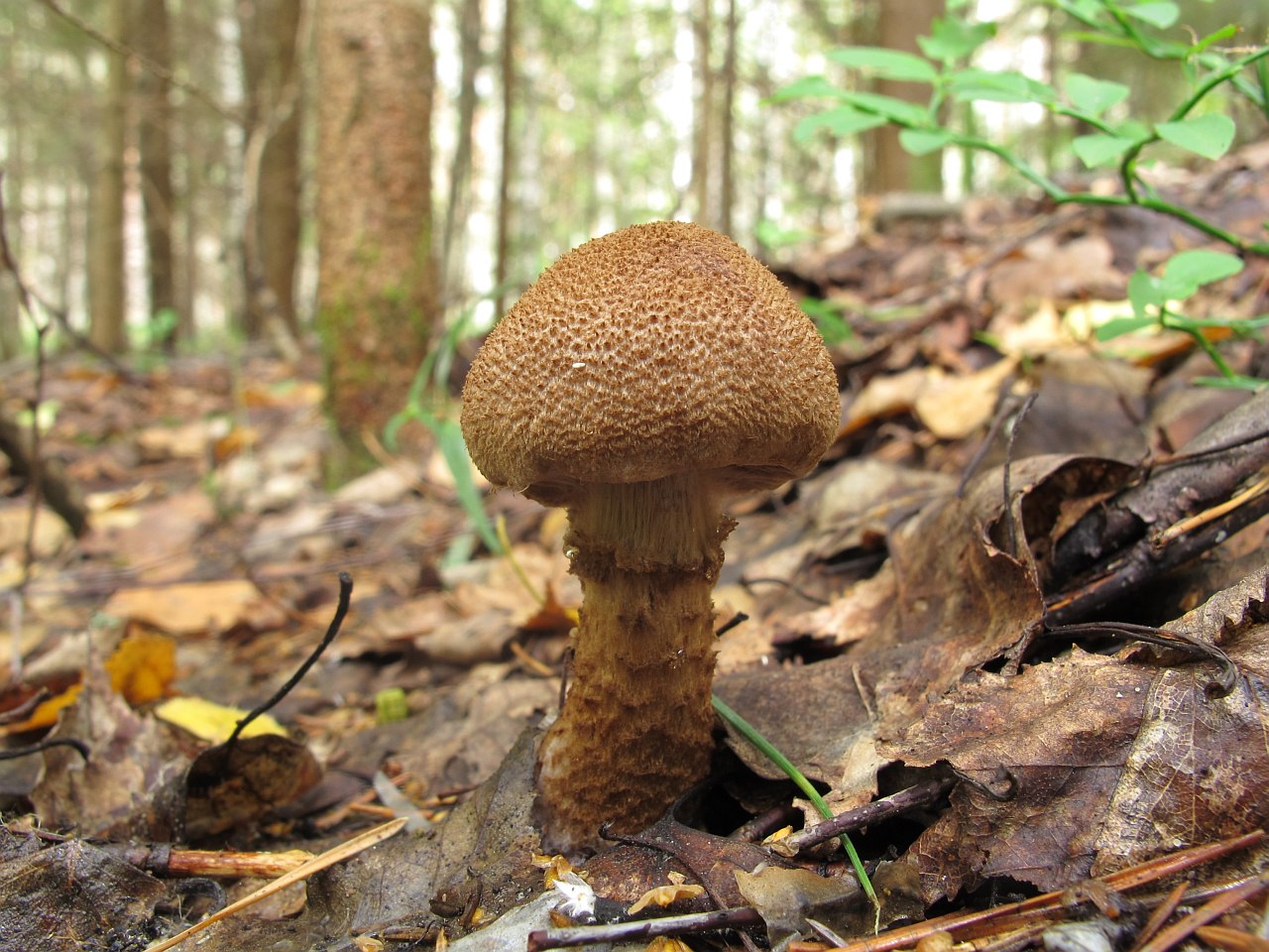 Cortinarius pholideus