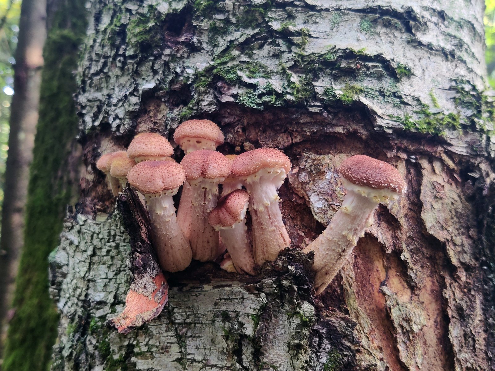 Armillaria borealis MVK 20210912-02