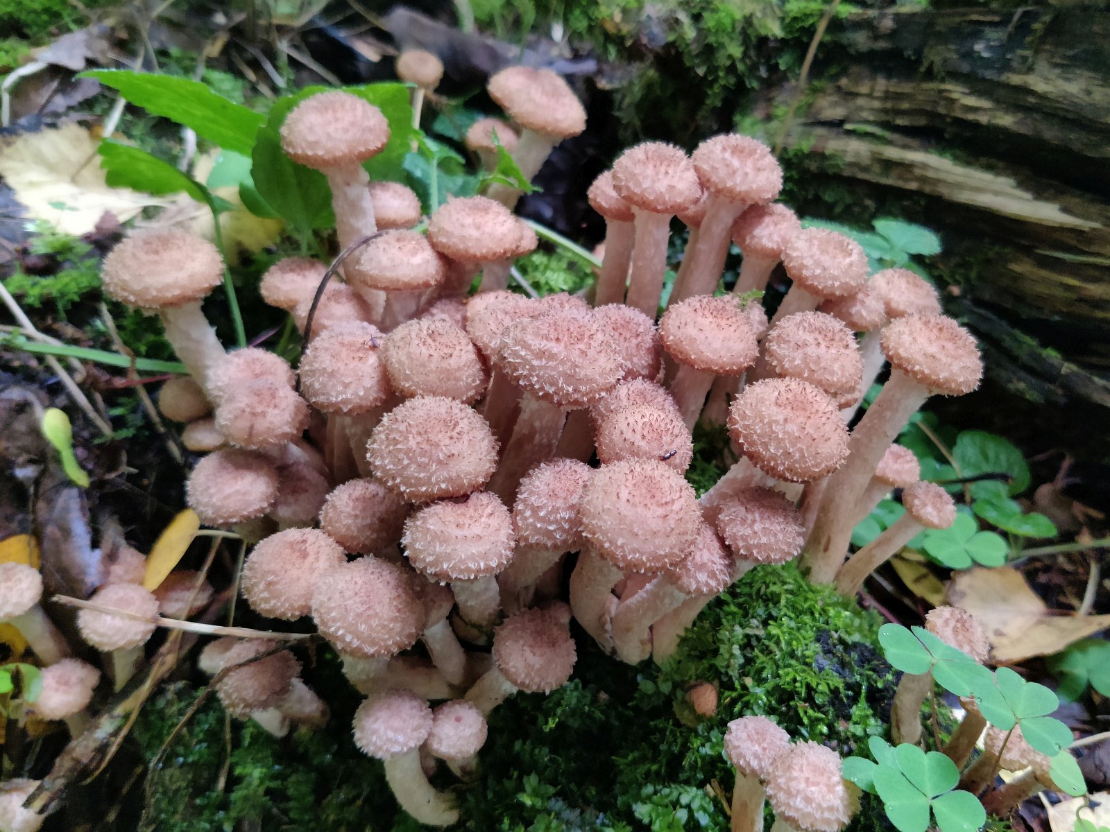 Armillaria borealis MVK 20210912-04