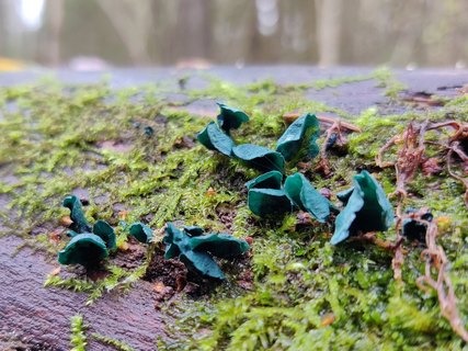 Chlorociboria aeruginascens MVK 20211017-02