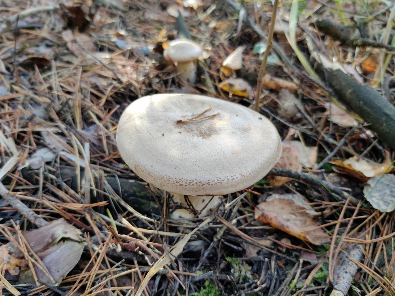 Clitopaxillus