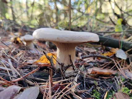 Clitopaxillus alexandri MVK 20211009-02