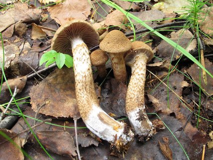 Cortinarius pholideus