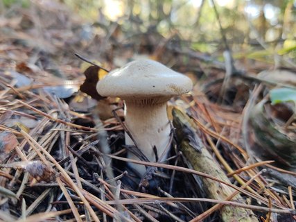 Clitopaxillus alexandri MVK 20211009-03